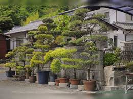 We did not find results for: Beginners Guide To Bonsai Times Of India