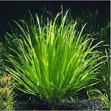 Image result for Blyxa