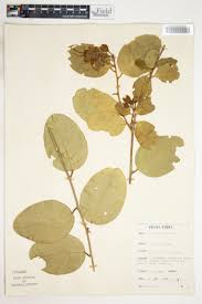 Image result for Ritchiea