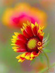 Pin By Mona Moni On Blanket Flower In 2020 Virtual Flowers Beautiful Rose Flowers Amazing Flowers
