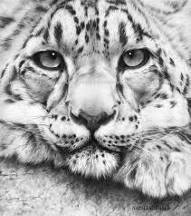 Black And White Animal Drawings Realistic Snow Leopard Charcoal Drawing 8x10 Fine Art Print By Nataliadenger Charcoal Art Animals Wild Animal Drawings