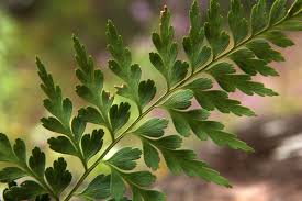 Image result for Asplenium aethiopicum
