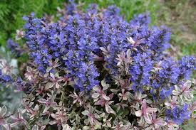 アジュガの種類 おすすめの品種9選 特徴や画像も 耐寒性多年草 Garden Press