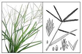 Paragis Eleusine Indica Wire Grass Philippine Medicinal Herbs Philippine Alternative Medicine