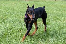 Check spelling or type a new query. Adopt A Pet Petsmart Charities