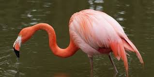 A La Decouverte Du Parc Des Oiseaux De Villars Les Dombes Parc Des Oiseaux Oiseaux Villars Les Dombes