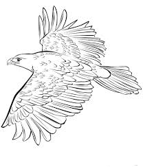 Adler vom hubichenstein foto bild jahreszeiten bilder. Ausmalbild Vogel 75 Beste Bilder Zum Kostenlosen Drucken