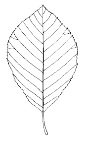 Image result for alder leaves