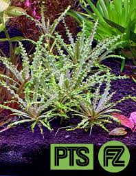 Image result for Pogostemon rogersii