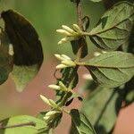 Image result for Cremaspora