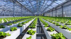 The business plan is also critical to obtaining funding. Hydroponic Farming Business Plan Sample 2021 Ogscapital