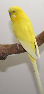 budgie parakeet colors varieties mutations genetics parakeet colors budgies budgies bird