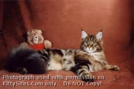 Pennsylvania Cat Breeders Websites Kittysites Com