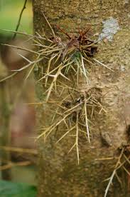 Image result for Harrisonia