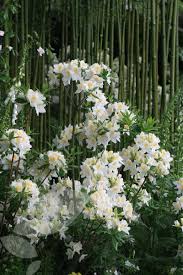 Rhododendron Silver Slipper Deciduous Azalea Small Trees For Garden Rhododendron White Gardens