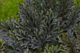 Image result for Selaginella afrorum