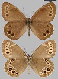 Image result for Lopinga achine