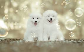 Samoyed White Fluffy Puppies Small White Dogs Pets Cute Funny Dogs Soap Bubbles Hd Wallpaper Peakpx