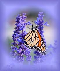 Beautiful monarch butterfly resting on purple flowers of a hostas plant. Monarch And Purple Butterfly Photograph By Mtbobbins Photography