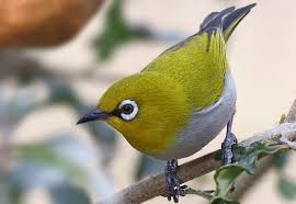 Check spelling or type a new query. Burung Pleci Sejarah Jenis Harga Jual Dan Cara Perawatannya