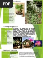 Image result for Gardenia transvenulosa