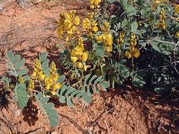 Image result for Senna italica