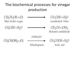 Food Biotechnology Production Of Vinegar Ppt Video Online