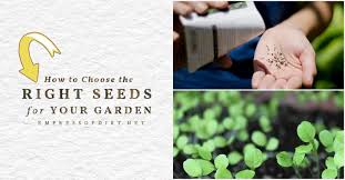 We did not find results for: How To Choose The Right Seeds For Your Garden