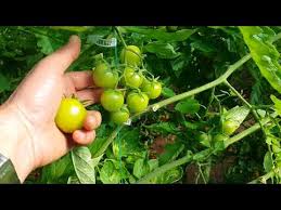 Domates Gubresi Domates Zirai Ilaci Youtube