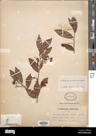 Image result for Rhabdophyllum affine