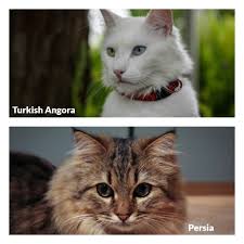Merawat kucing persia memang mengasyikkan. Perbedaan Kucing Anggora Dan Persia Kucingmania
