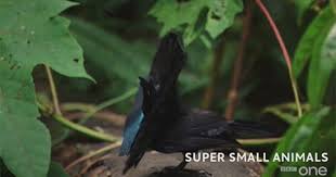 Bird Of Paradise Mating Dance Bbc Gif Exotische Vogel See