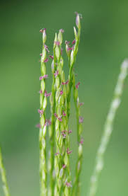 Image result for Digitaria compressa