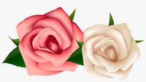 Maybe you would like to learn more about one of these? Watercolor Blush Pink And White Roses C Red And White Rose Png Png Image Transparent Png Free Download On Seekpng