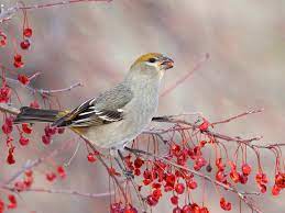 10+ vectors, stock photos & psd files. Pine Grosbeak Ebird
