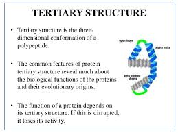 Proteins form the fundamental basis of structure and function of life. Protein Structure Details