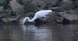 White Bird With Long Legs And Long Beak Spear Fishing Or Rather Beak Fishing Coastal Birds Spearfishing Long Legs