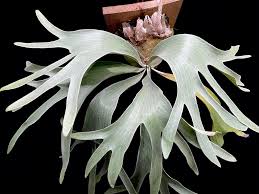 Image result for Platysepalum