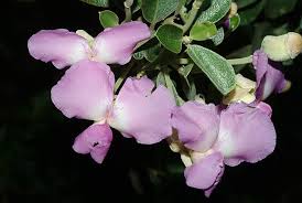 Image result for Podalyria