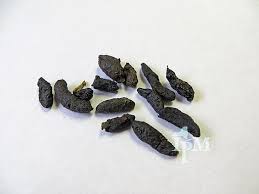 Image result for squirrel poop