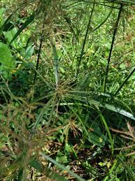 Image result for Cyperus margaritaceus