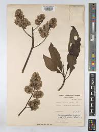 Image result for Solanecio mannii