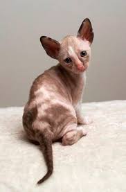 Browse cornish rex kittens for sale & cats for adoption. 44 Cornish Rex Ideas Cornish Rex Cornish Rex Cat Rex Cat