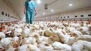A nhc classifica o h10n3 de pouco patógeno nas aves, com chances baixas de causar mortes e quadros graves. Rusia Reporta Los Primeros Casos Del Mundo De Gripe Aviar H5n8 En Humanos Rt