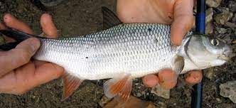 Daftar ikan cupang giant hari ini agustus 2020 terbaru … macam macam gambar ikan cupang hias ikan cupang laga ikan … Ikan Putih Wikipedia Bahasa Indonesia Ensiklopedia Bebas