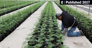 Here you can explore hq weed transparent illustrations, icons and clipart with filter setting like size polish your personal project or design with these weed transparent png images, make it even more. Marijuana Goes Industrial In California The New York Times