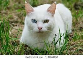 White Cat Two Eye-colors Blue Yellow Stock Photo 1117369850