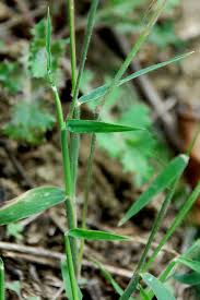 Image result for Moorochloa eruciformis