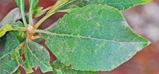 Image result for Terminalia phanerophlebia