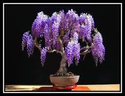 Image result for Jacaranda mimosifolia